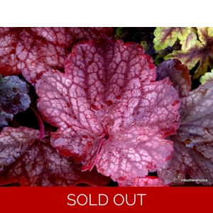 Heuchera 'Root Beer'